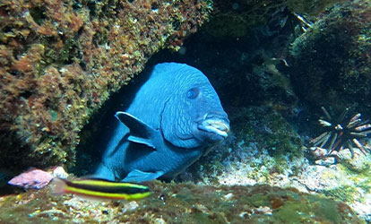 Fish coming from behind a rock.