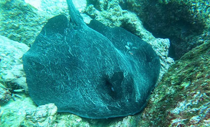 Ray swimming between the rocks.