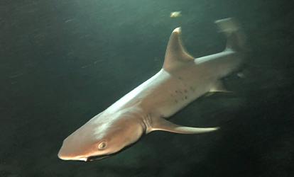 Tiburon de punta blanca en la noche.