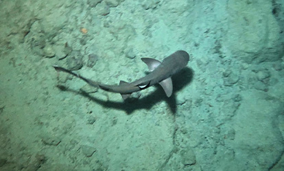A whitetip reef shark seen from above.