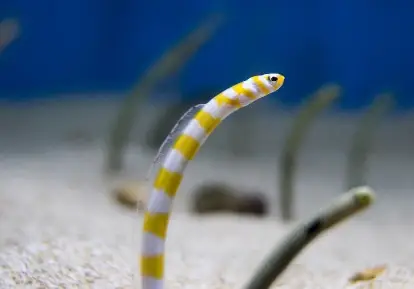 Garden eel.