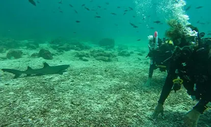 Diver near a whitetip reef shark.