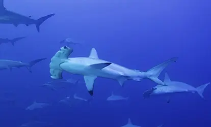 A group of hammerhead sharks.