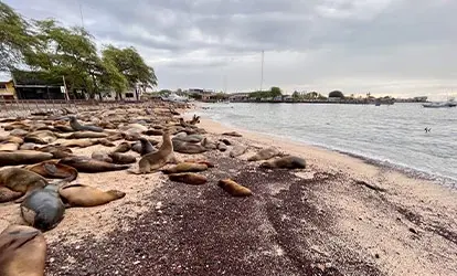 Lobos marinos en el muelle de la isla San Cristóbal.