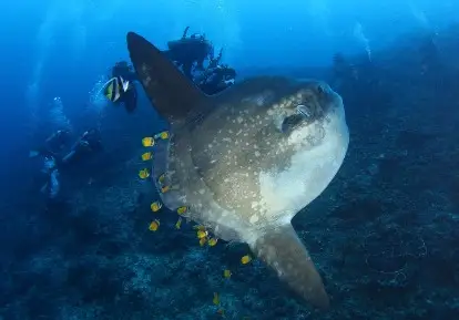 Mola mola.