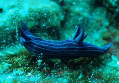 Blue Nudibranquios.