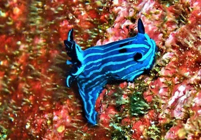 Blue Nudibranquios.