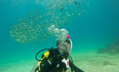 Person diving next to a school of fish.