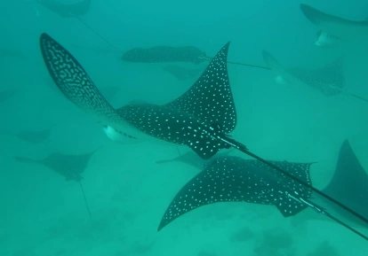 Eagle Ray.