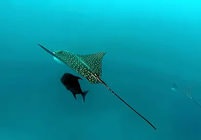 Eagle Ray.