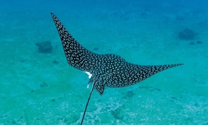 Eagle Ray in North Seymour Punta.