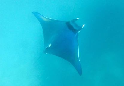 Mobula Ray.