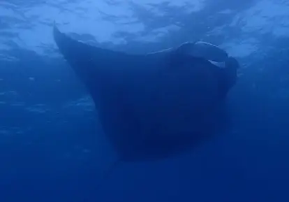 Mobula Ray.