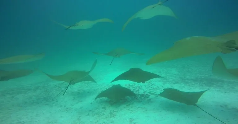 Rayas Doradas en islote Mosquera.