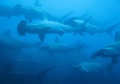 School of hammerhead sharks.