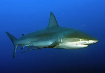 Galapagos shark.