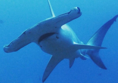 Hammerhead Shark.