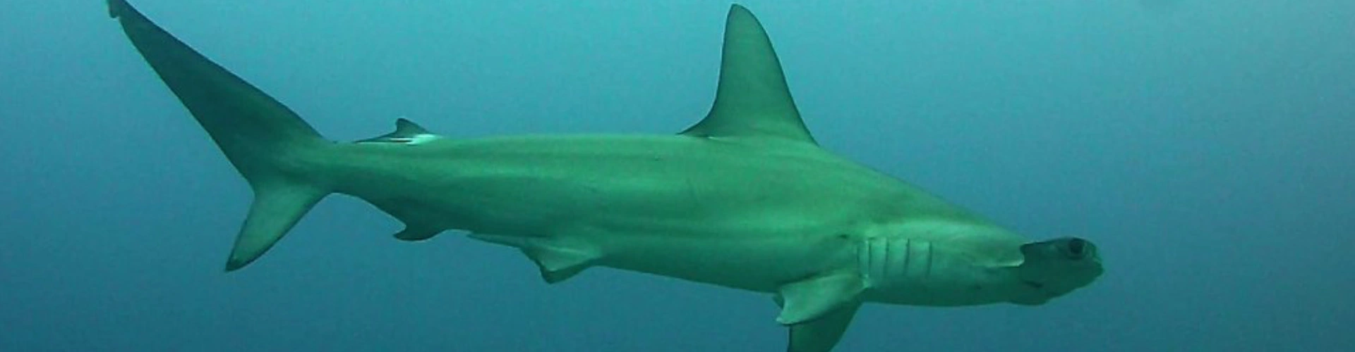 Hammerhead Sharks in North Seymour Canal.