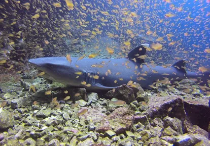 White tip shark.