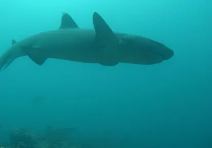 White tip shark.