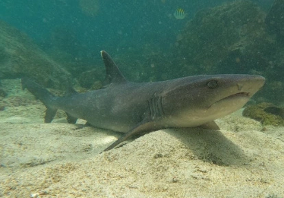 White tip shark.