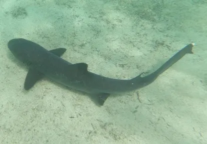White tip shark.