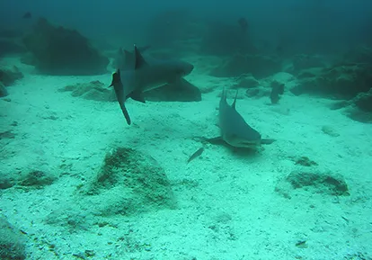 White tip shark.