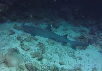 White tip shark.