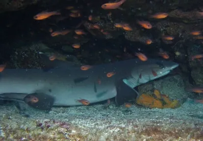 White tip shark.