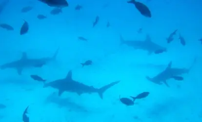 Hammerhead Sharks at Gordon Rocks.