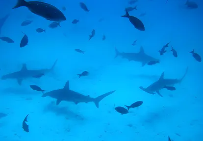 Hammerhead Sharks.