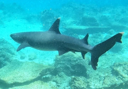 White tip shark.