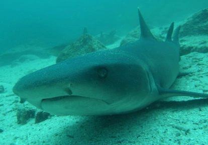 Whitetip shark.